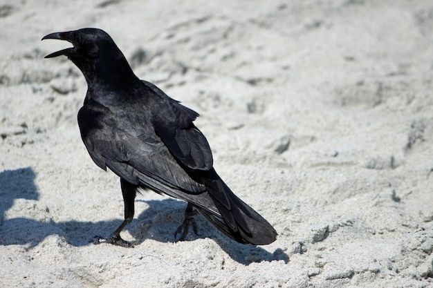 Kraai op het zandstrand.