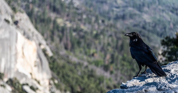 Kraaiclose-up die in Yosemite NP is ontsproten