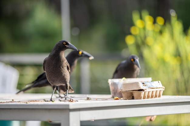 Kraaien die etensresten eten bij een picinc carawan vogels in een kudde