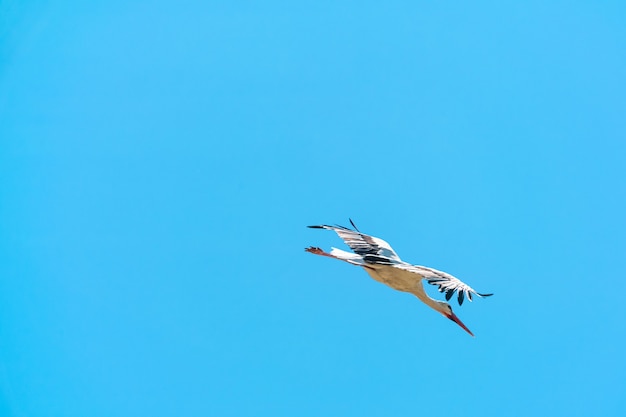 Kraan in de lucht is aan het jagen