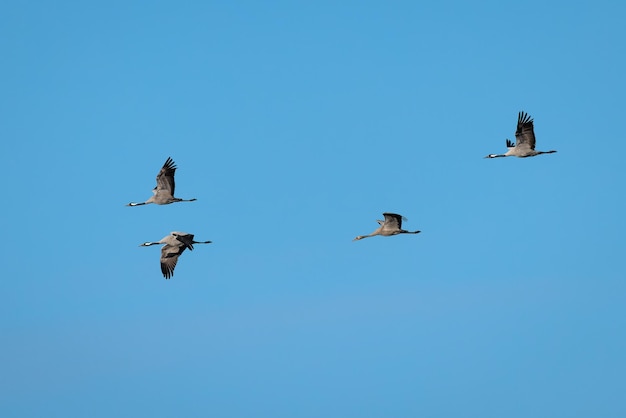 Kraanvogel (Grus grus).