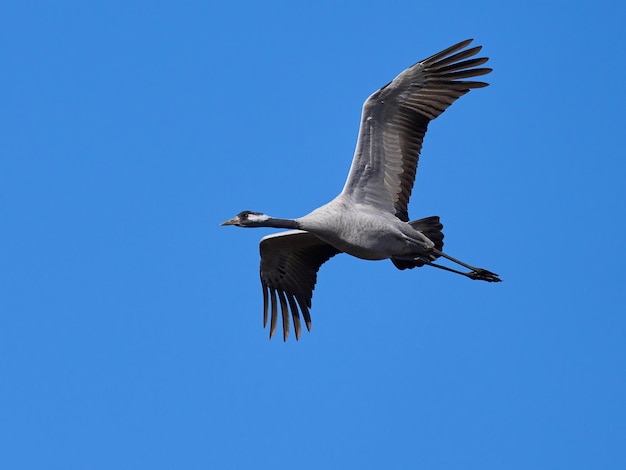 Kraanvogel Grus grus