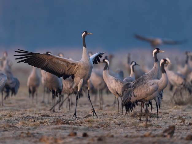 Kraanvogel Grus grus