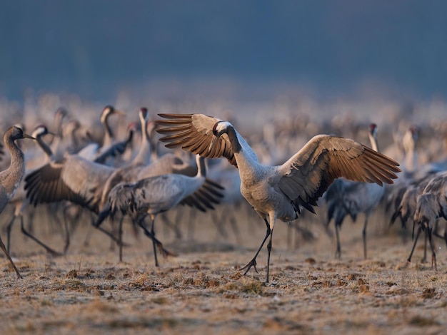 Kraanvogel Grus grus