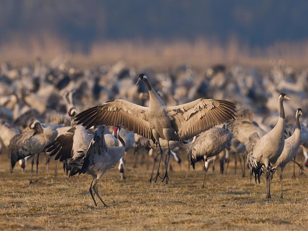 Kraanvogel Grus grus