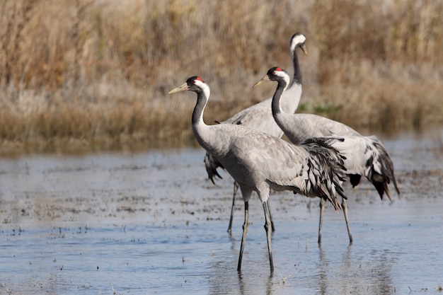 Kraanvogel in een moerasland van centraal Spanje vroeg in de ochtend, vogels, Grus-grus