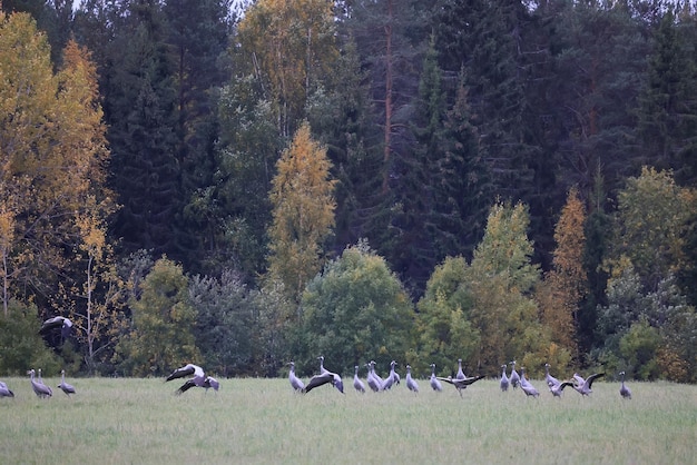 kraanvogels in het veldlandschap komen veel vogels samen