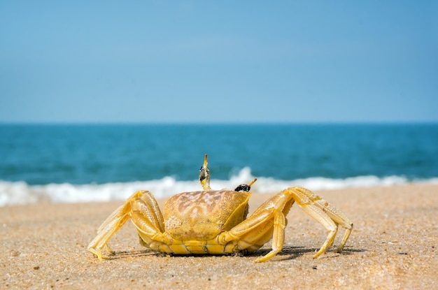 Krab die over het zand op het strand rent