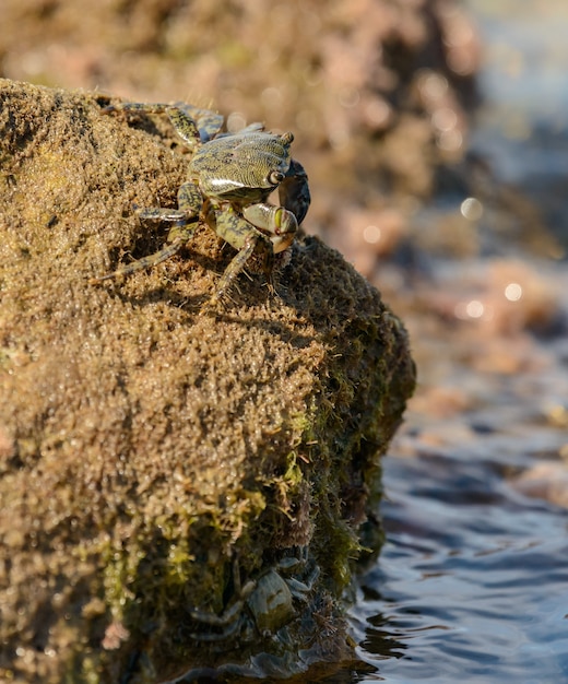 krab op de top van de rots in de kust