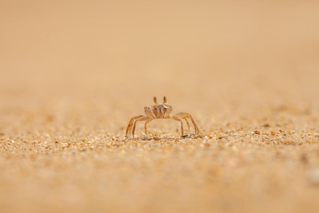 Krab op de zandclose-up