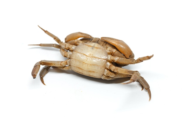 Krab op een witte achtergrond