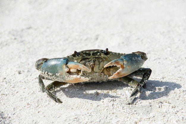 Foto krab op het strand