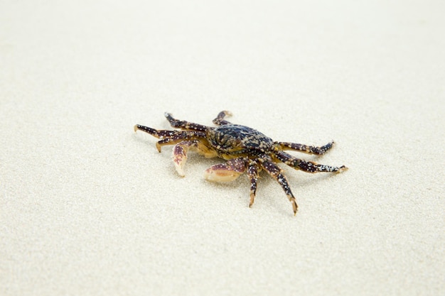 krab op het strand