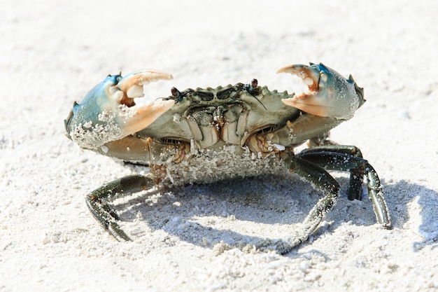 krab op het strand