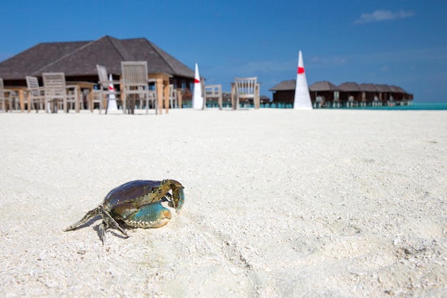 Krab op het strand.