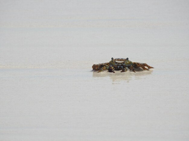 Foto krab op het witte zandstrand