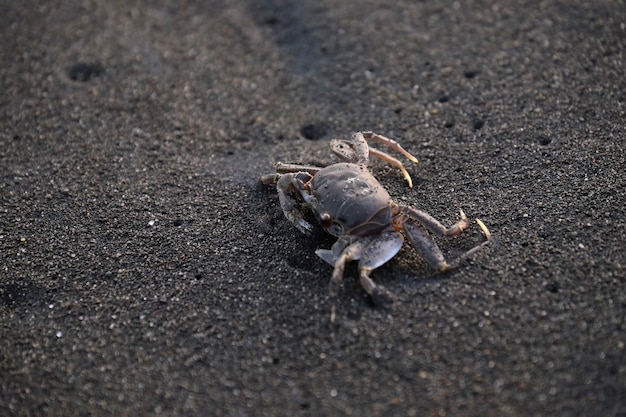 krab op het zandstrand in de zomer