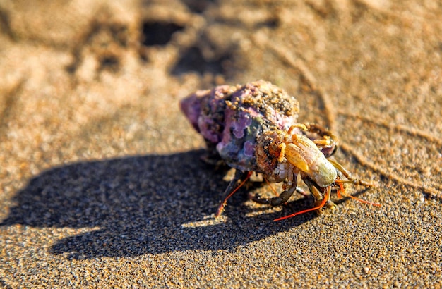 Krab op het zandstrand