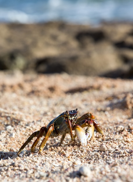 Krab op strand