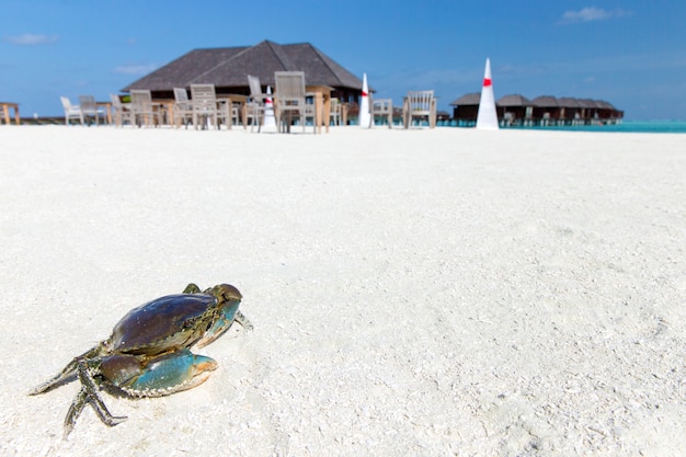 Krab op strand