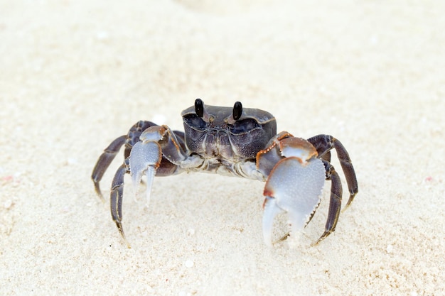 Krab op tropisch strand