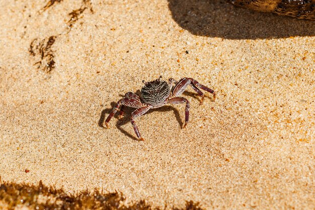 Krab op zand