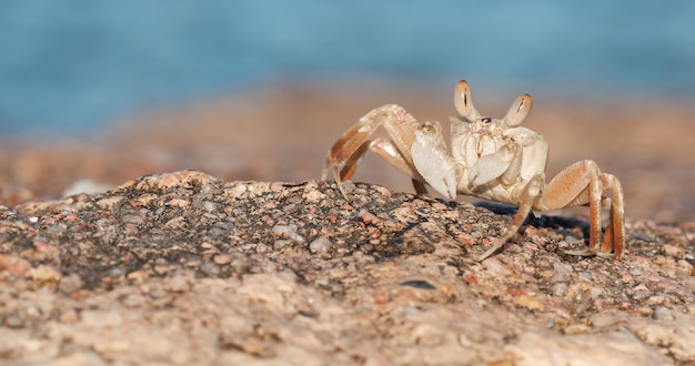 krab op zandstrand