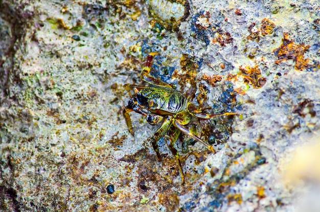 Krab zittend op de rotsachtige kust van de rode zee. Egypte, Sharm El Sheikh.