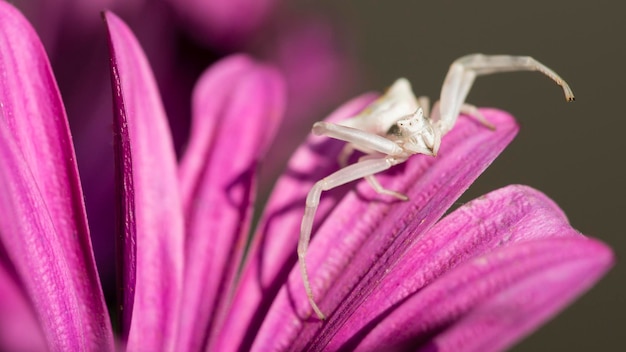 Krabspin jaagt op insecten