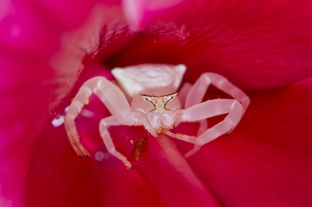 Krabspin op roze bloem