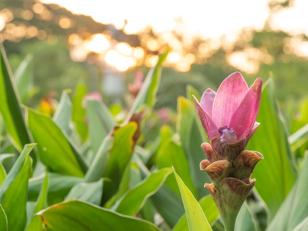 Krachai flower,siam tulip 