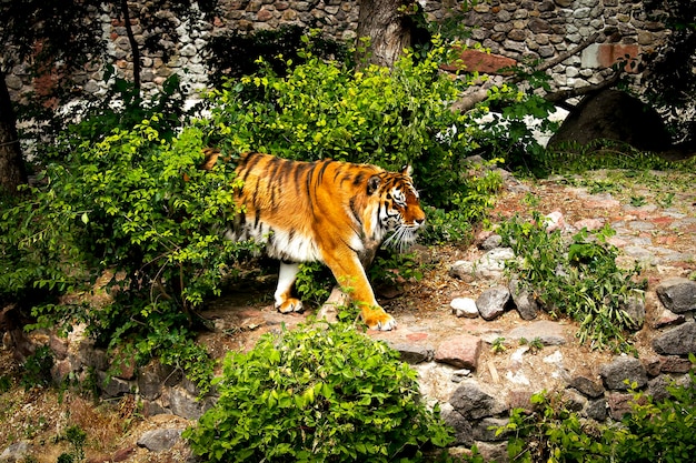 Krachtige grote Siberische tijger die op de rots loopt met groen gebied in zijn kooi in de dierentuin zoals jungle bos wildernis wildlife natuur achtergrond