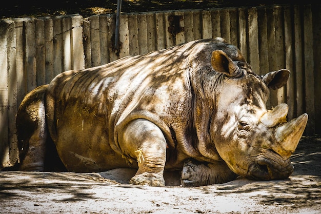 krachtige neushoorn rustend in de schaduw