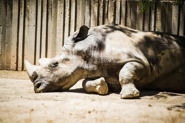 krachtige neushoorn rustend in de schaduw