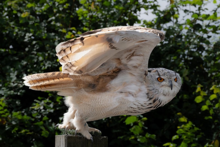 Foto krachtige oehoe die op het punt staat te lanceren vanaf zijn plek