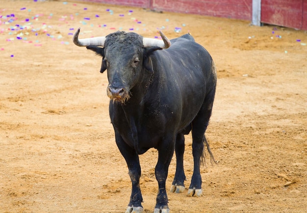 krachtige Spaanse stier in een stierengevecht. Matador in de arena van Madrid