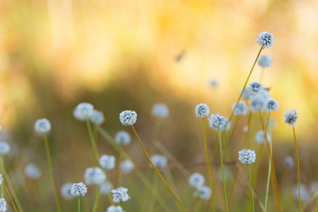 Kradumngen (Eriocaulon henryanum) Bloem