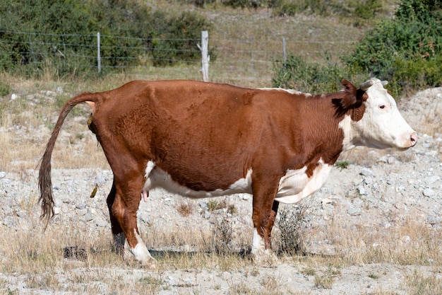 Foto krakende koe. poepen met de staart omhoog, mest maken van bruine en witte koe.