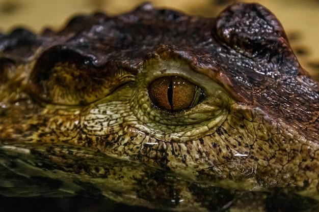 Photo krakodil eyes smootheyed caiman