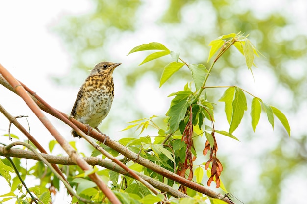 Kramsvogel juveniele zittend op een tak van de struik Schattige baby lijster Vogel in het wild