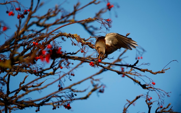 Kramsvogel smullen van lijsterbessen