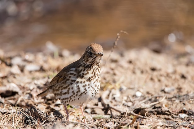 Kramsvogel Turdus pilaris gefotografeerd in het wild