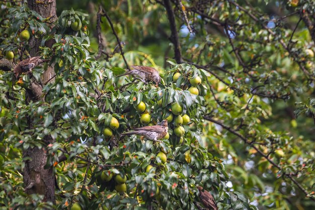 Kramsvogel turdus pilaris vogel eet appels uit een boom