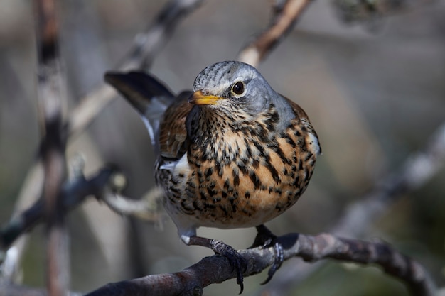 Kramsvogel (Turdus pilaris)