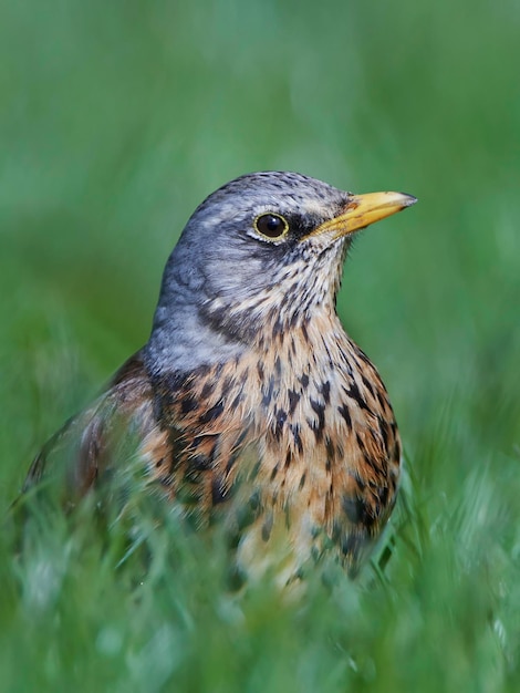 Kramsvogel Turdus pilaris