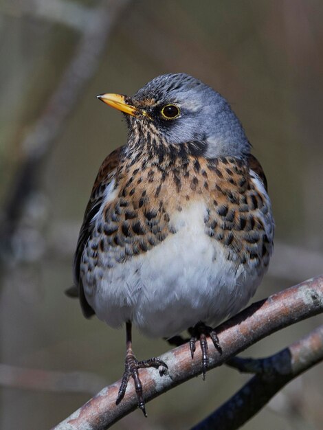 Kramsvogel Turdus pilaris