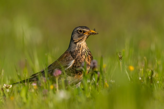 Kramsvogel zitten en eten in het gras