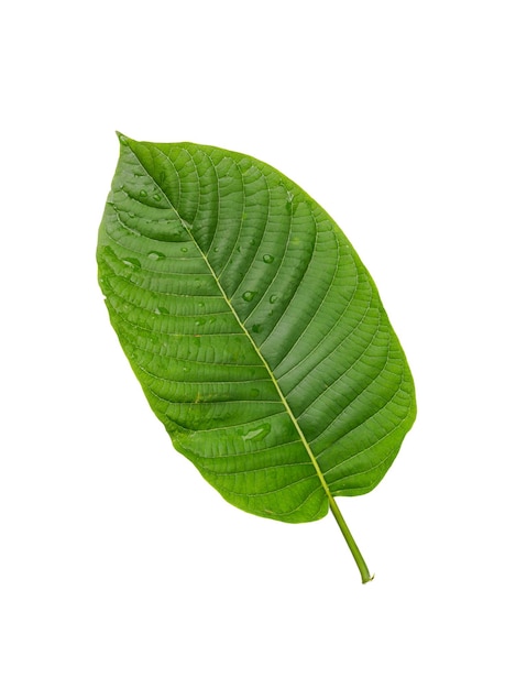 Kratom bladeren op witte achtergrond