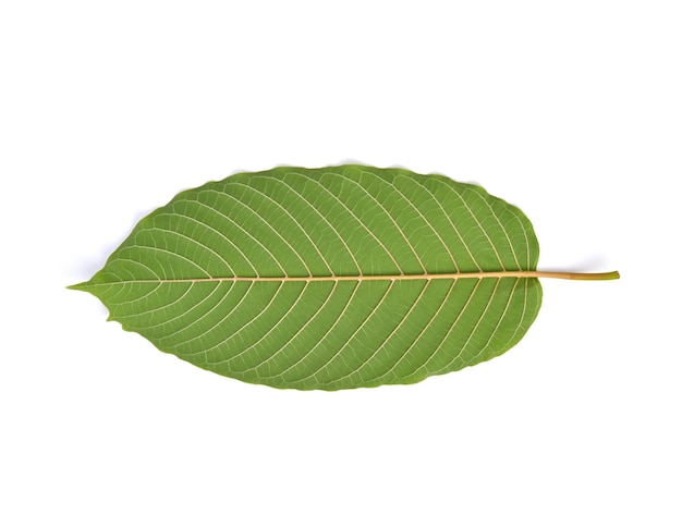 Kratom の葉に孤立した白い背景