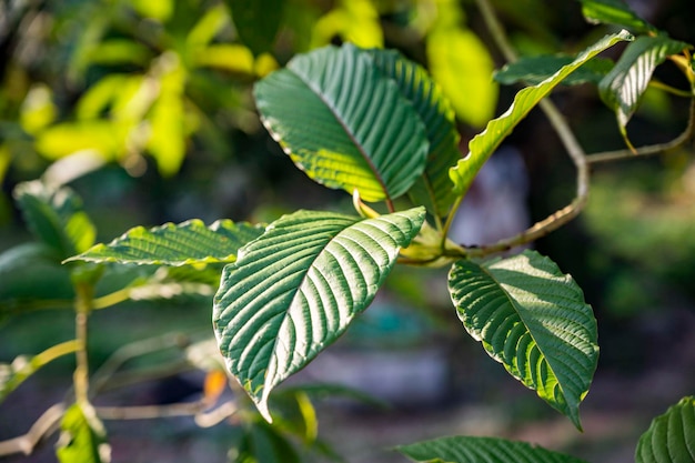 Kratom Mitragyna speciosa green Is a type of drug